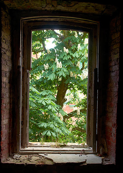 Window to the yard - Fort Alexander