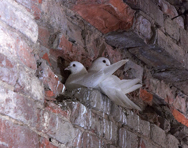 Fort and pigeons - Fort Alexander