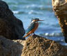 #69 - Bird on the ancient stones of the Levant