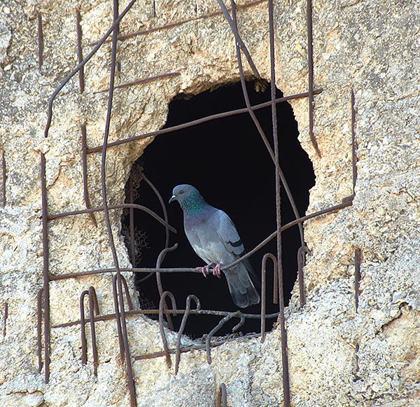 #40 - Dove of peace in a shell hole