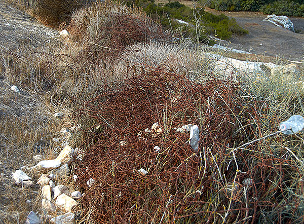 Rusty barbed wire - Jerusalem