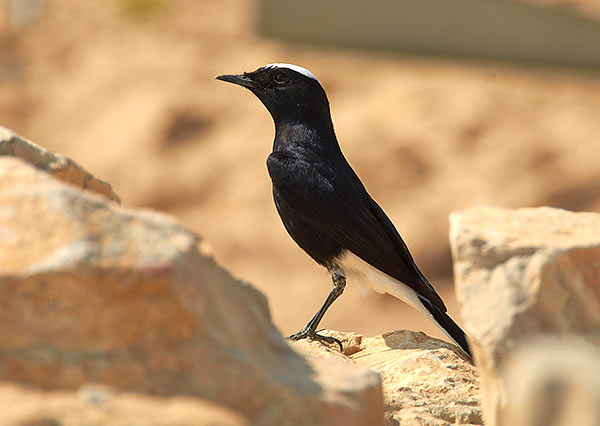 The fauna of the Judean Desert - Masada