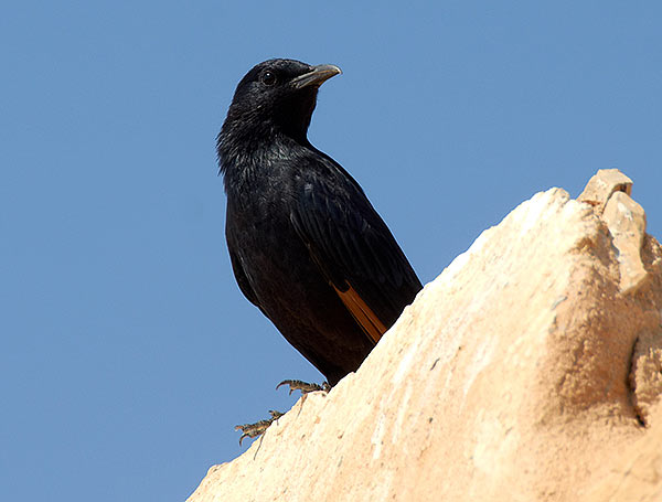Starling - Masada