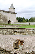 Fortress cat