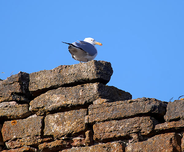 #39 - Seagull bird on the ancient stones of the fortress