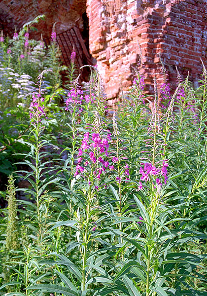 #32 - Willow-herb