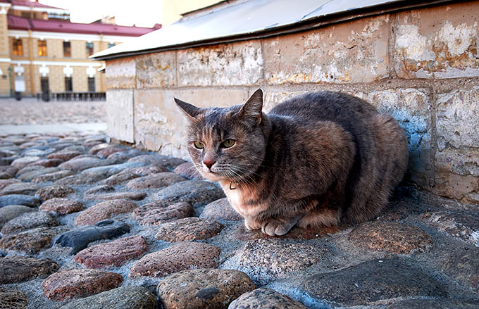Cats of Peter and Paul Fortress