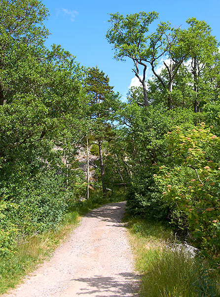Forest Road - Sveaborg