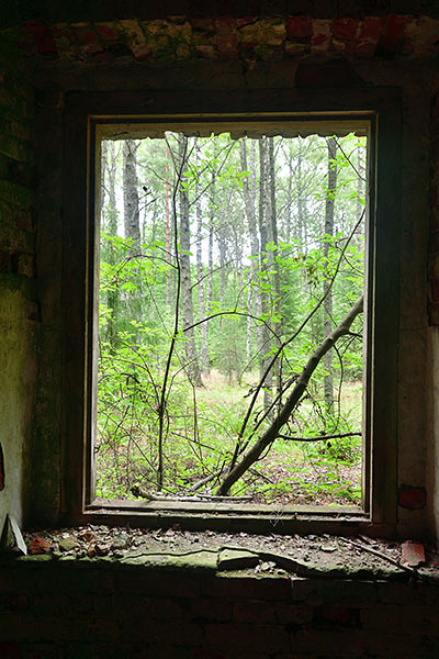 Window to the forest - Trangsund