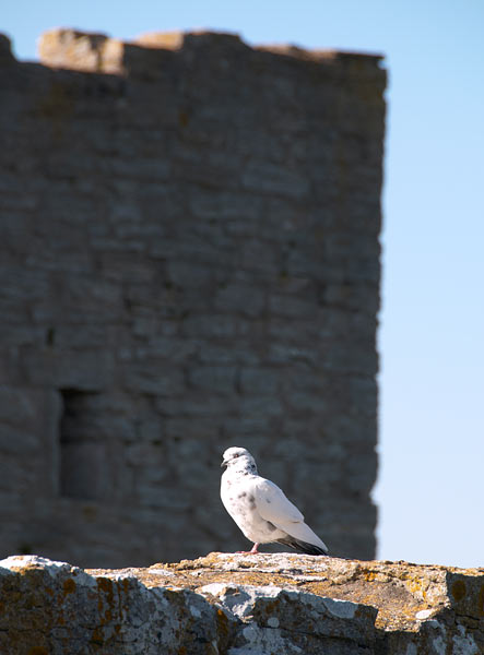 Dove of peace - Visby