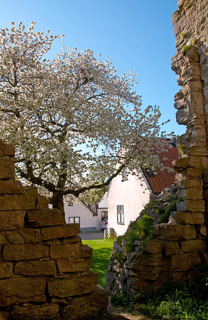 Picturesque ruins - Visby