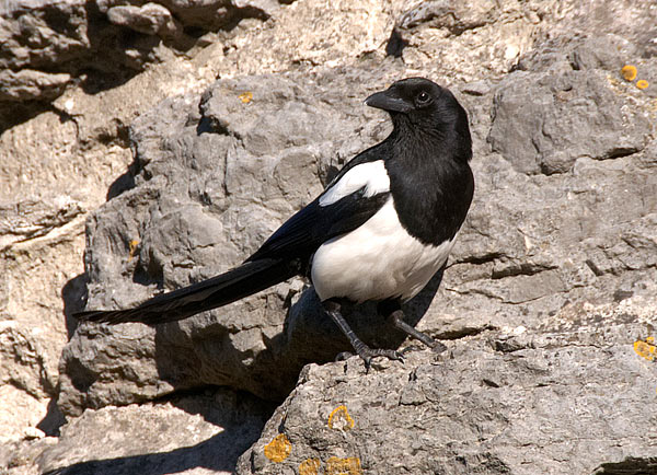 Magpie - Visby