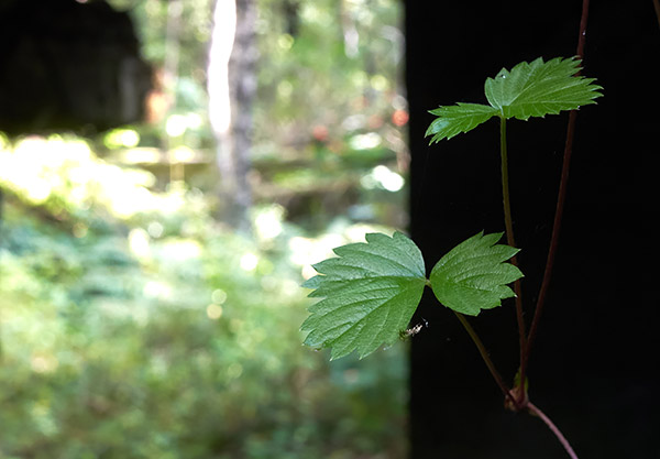 Still life of the VT line